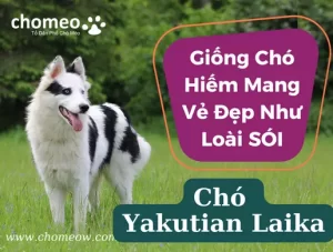 Chó Yakutian Laika giống chó hiếm mang vẻ đẹp như loài sói