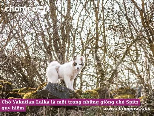 Chó Yakutian Laika là một trong những giống chó Spitz quý hiếm