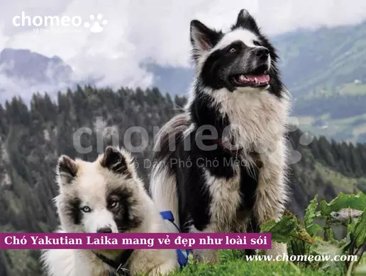 Chó Yakutian Laika mang vẻ đẹp như loài sói