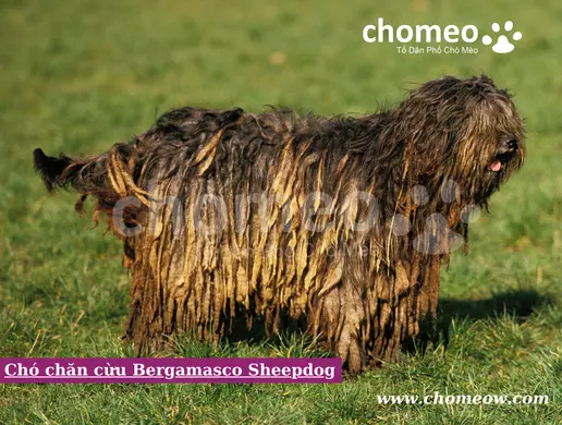 Chó chăn cừu Bergamasco Sheepdog