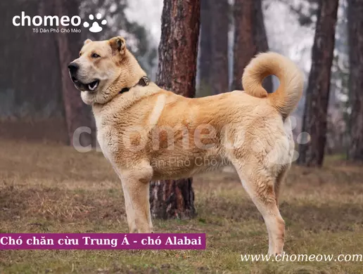 Chó chăn cừu Trung Á - chó Alabai