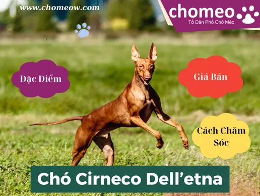 Chó cirneco dell’etna đặc điểm, giá bán, cách chăm sóc