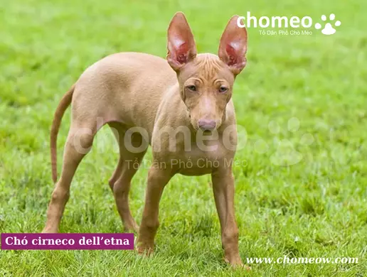 Chó cirneco dell’etna thuần chủng nhập khẩu