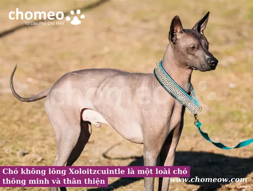 Chó không lông Xoloitzcuintle là một loài chó thông minh và thân thiện