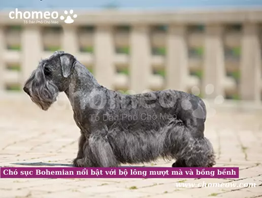 Chó sục Bohemian nổi bật với bộ lông mượt mà và bồng bềnh