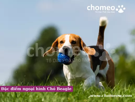 Đặc điểm ngoại hình Chó Beagle