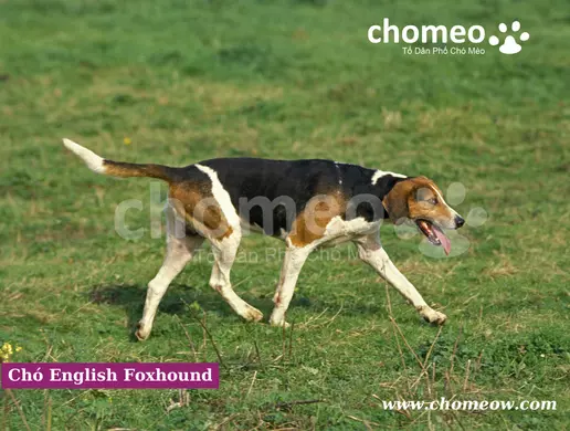 Đặc điểm ngoại hình chó English Foxhound 