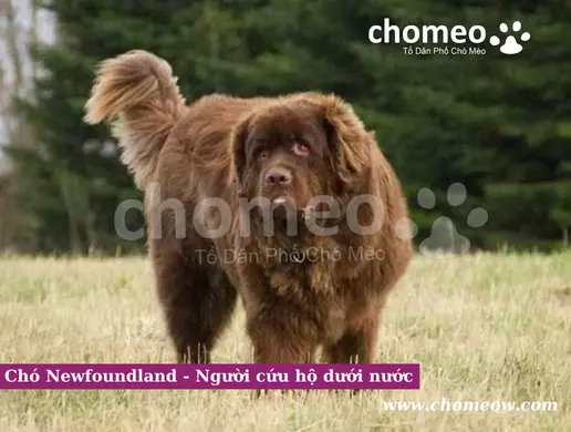 Đặc điểm ngoại hình chó Newfoundland