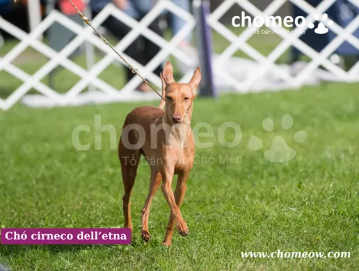 Đặc điểm ngoại hình chó cirneco dell’etna