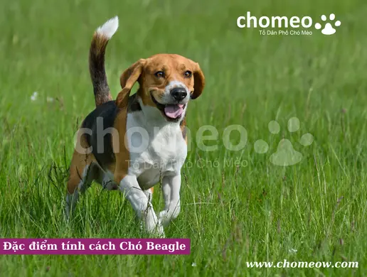 Đặc điểm tính cách Chó Beagle