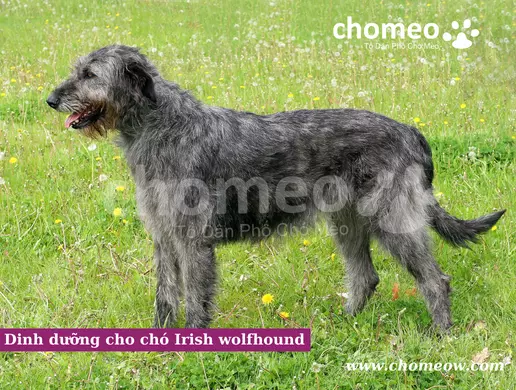 Dinh dưỡng cho chó Irish wolfhound
