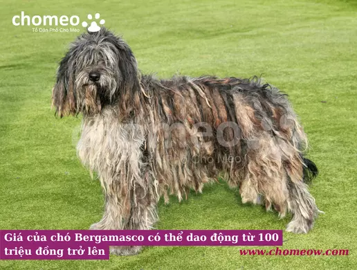 Giá của chó Bergamasco có thể dao động từ 100 triệu đồng trở lên