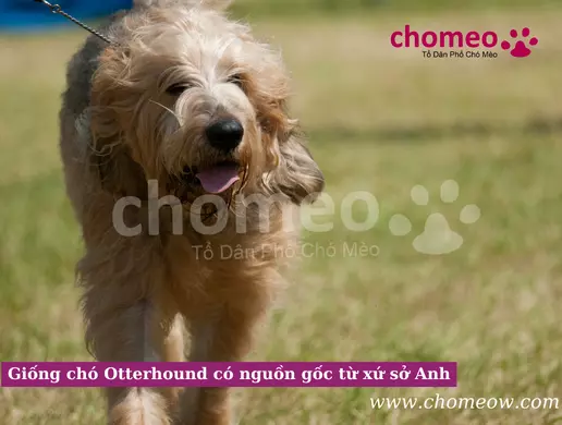 Giống chó Otterhound có nguồn gốc từ xứ sở Anh