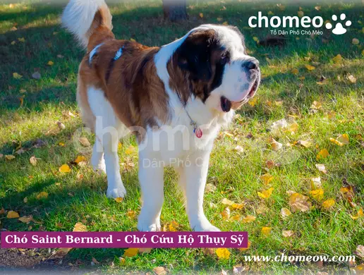 Giống chó Saint Bernard sở hữu một hình thể to lớn, khỏe mạnh và năng động