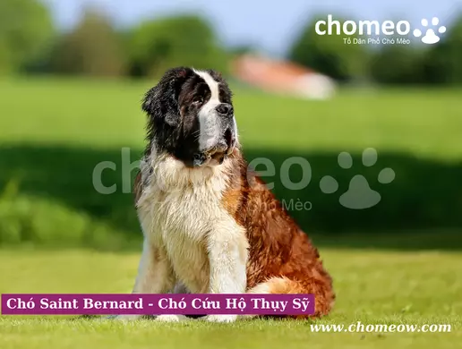 Giống chó Saint Bernard xuất phát từ Thụy Sĩ cùng với một số giống chó khác như Chó núi Bernese
