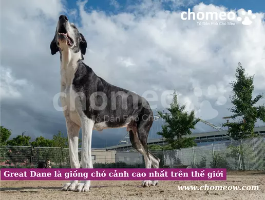 Great Dane là giống chó cảnh cao nhất trên thế giới,