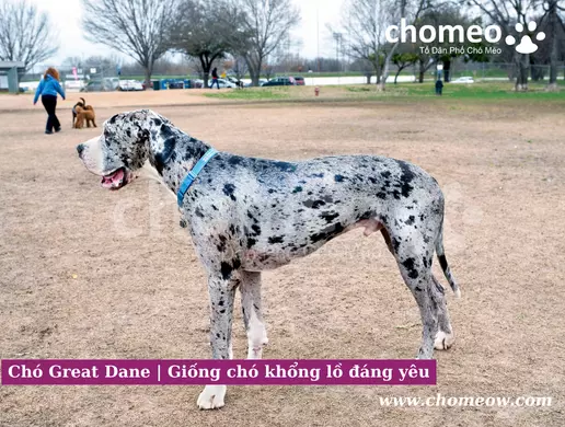 Great Dane là giống chó cổ nhất vẫn tồn tại cho đến ngày nay