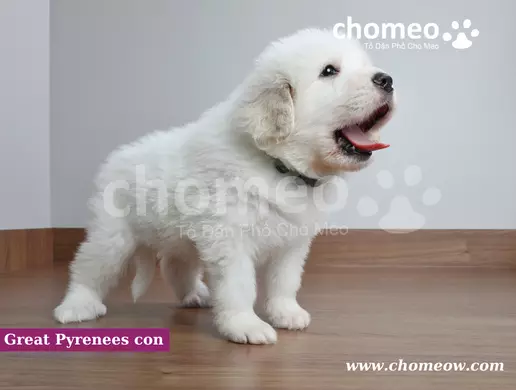 Great Pyrenees con