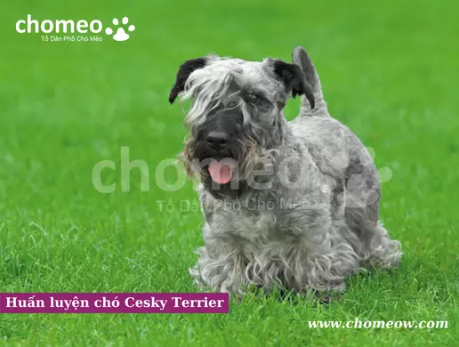 Huấn luyện chó Cesky Terrier