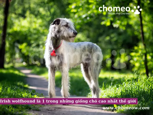 Irish wolfhound là 1 trong những giống chó cao nhất thế giới