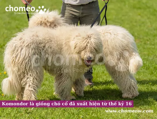 Komondor là giống chó cổ đã xuất hiện từ thế kỷ 16