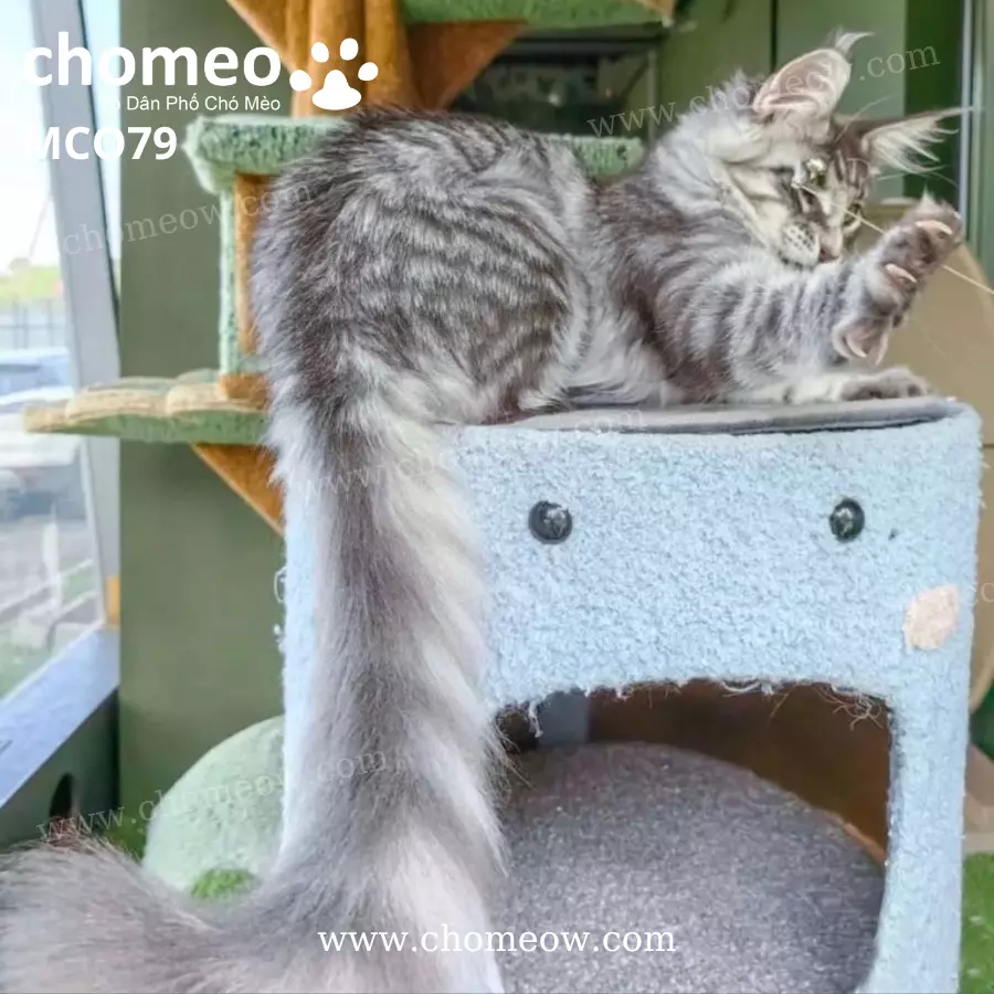 Mèo Maine Coon As23