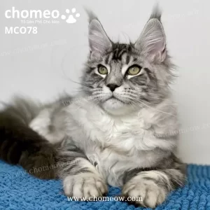 Mèo Maine Coon Silver