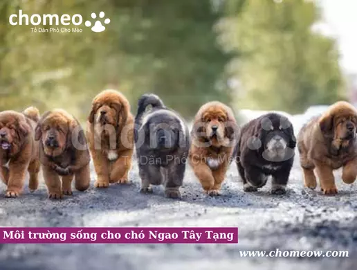 Môi trường sống cho chó Ngao Tây Tạng