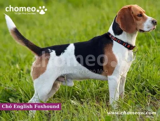 Mức giá bán chó English Foxhound tại thị trường châu Âu sẽ từ 150 triệu đồng trở lên