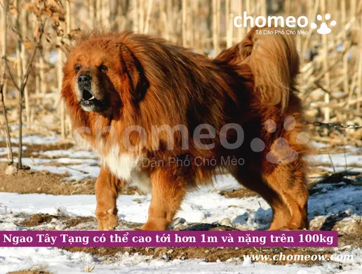 Ngao Tây Tạng có thể cao tới hơn 1m và nặng trên 100kg