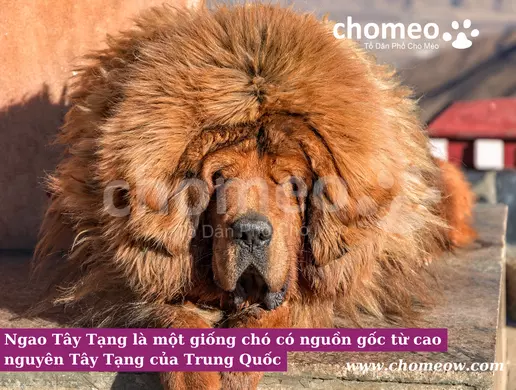 Ngao Tây Tạng là một giống chó có nguồn gốc từ cao nguyên Tây Tạng của Trung Quốc