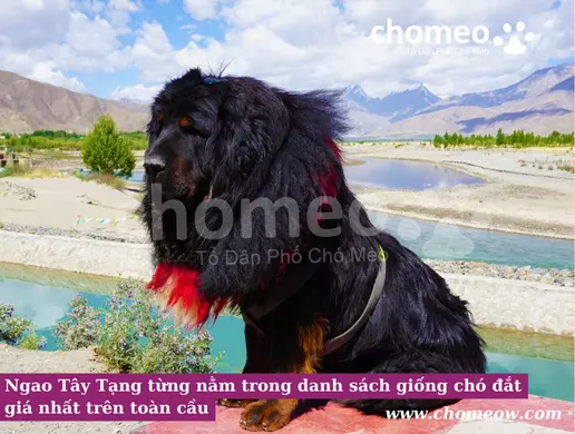Ngao Tây Tạng từng nằm trong danh sách giống chó đắt giá nhất trên toàn cầu