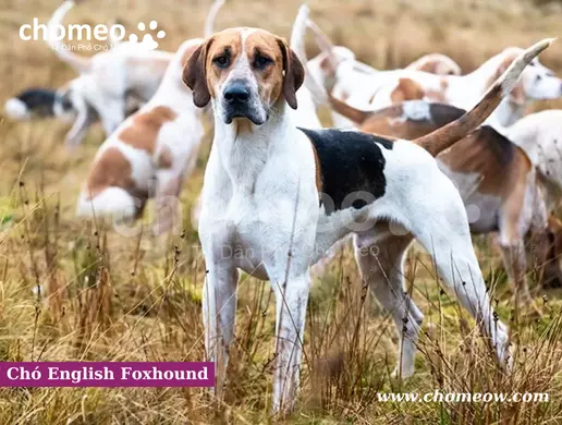 Nguồn gốc chó English Foxhound 