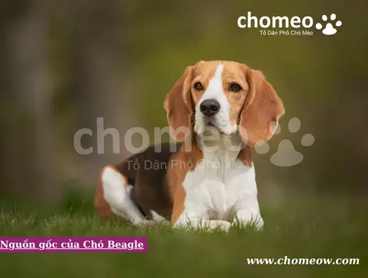 Nguồn gốc của Chó Beagle