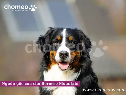 Nguồn gốc của chó Bernese Mountain