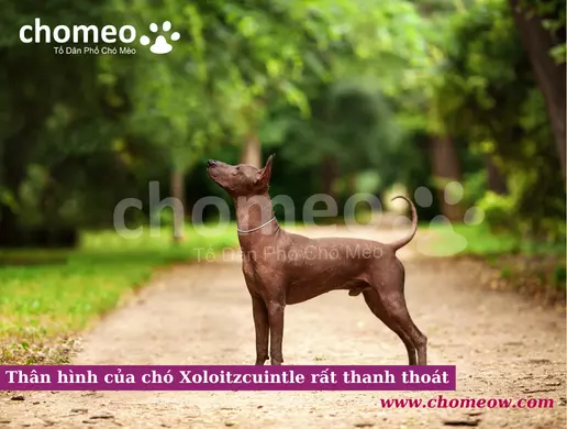 Thân hình của chó Xoloitzcuintle rất thanh thoát
