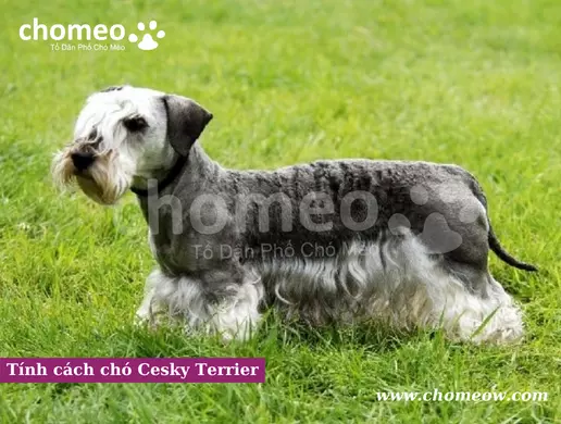 Tính cách chó Cesky Terrier