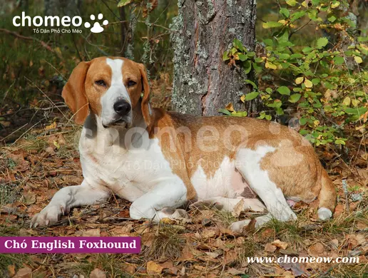 Tính cách chó English Foxhound 