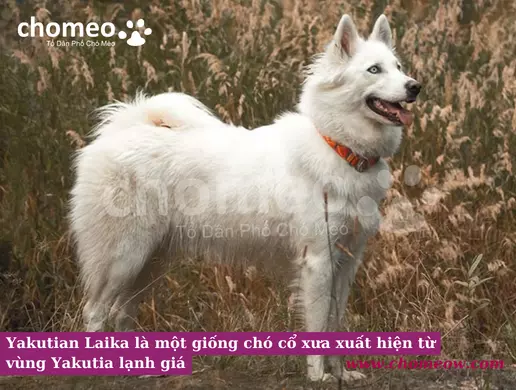 Yakutian Laika là một giống chó cổ xưa xuất hiện từ vùng Yakutia lạnh giá