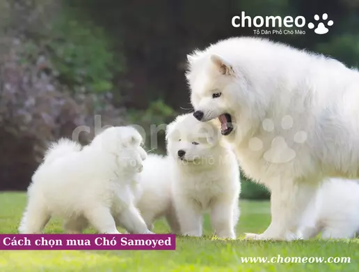Cách chọn mua Chó Samoyed