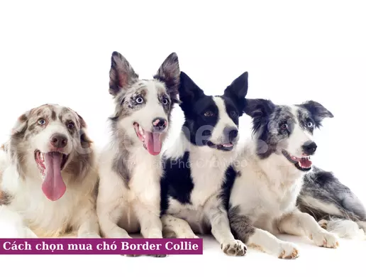 Cách chọn mua chó Border Collie