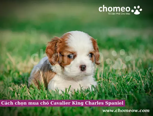 Cách chọn mua chó Cavalier King Charles Spaniel