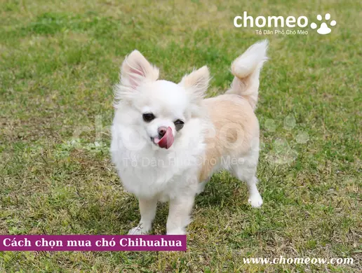 Cách chọn mua chó Chihuahua