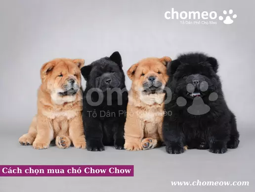 Cách chọn mua chó Chow Chow