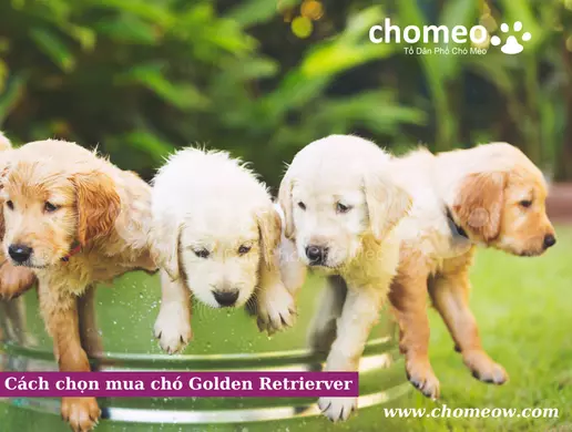 Cách chọn mua chó Golden Retrierver