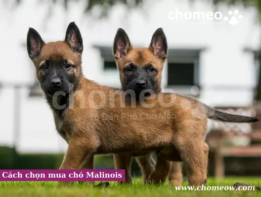 Cách chọn mua chó Malinois
