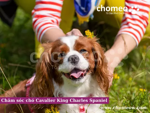 Chăm sóc chó Cavalier King Charles Spaniel