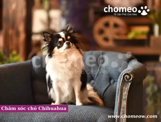 Chăm sóc chó Chihuahua