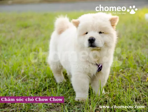 Chăm sóc chó Chow Chow