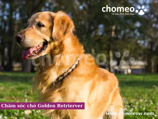 Chăm sóc chó Golden Retrierver